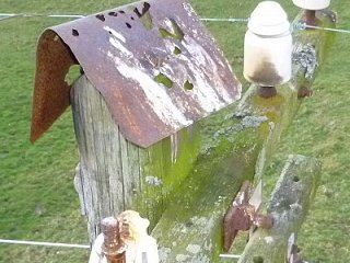 Insulator damage on Pole 40